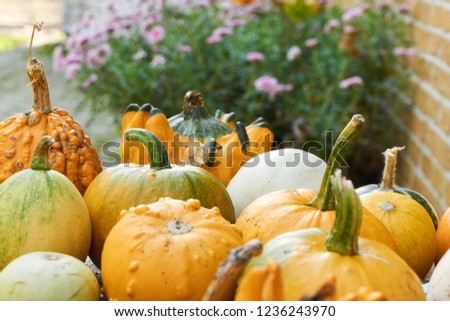 Close-up of yellow, white and green gourds in different shapes in front of a blurry bokeh background