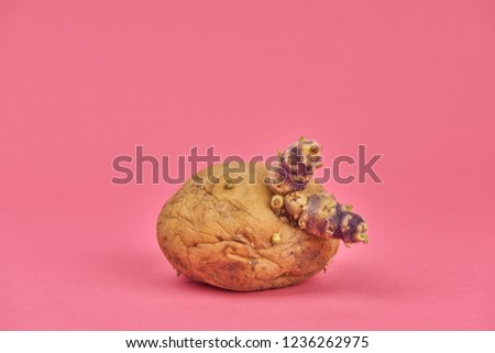sprouted potatoes lying on a pink background