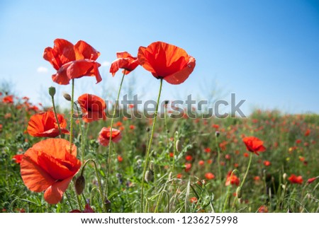 beautiful field with red poppies flowers in spring in May. selective focus.