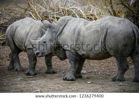 Picture of two white Rhinos in the wild