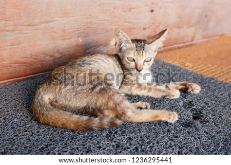 Small brown cat