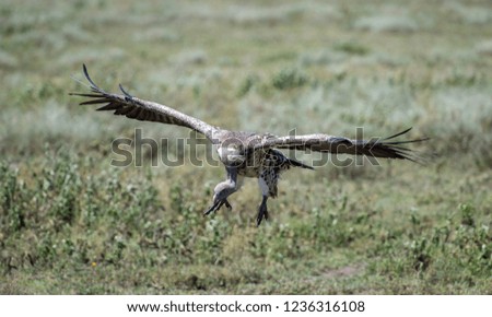 vulture in Serengeti national park, Tanzania, march 2016