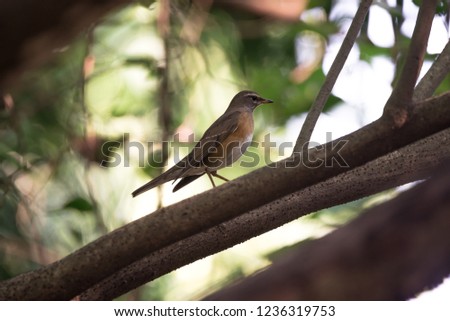 Bird in a branch