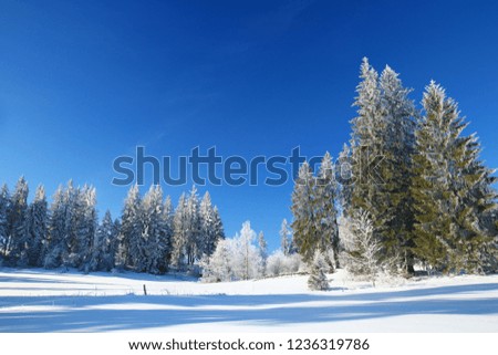 Winter landscape, spruce forest covered with snow