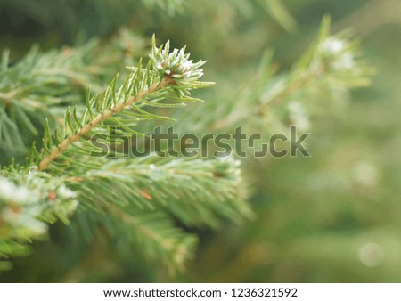 Green christmas tree branch closed up nature details background
