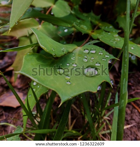 The green leaves of the holonia-hollanda magonia (Latin Mahōnia aquifōlium) with drops reflecting the sun's rays. Drops on the leaves. Dark green garden background. Nature concept for design.