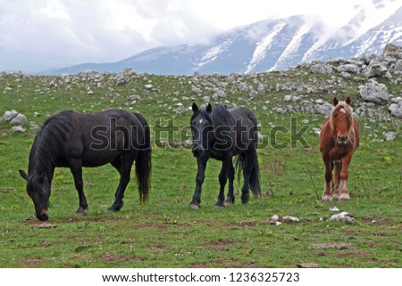 bucolic and relaxing image of horses in the mountains