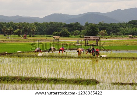 thai farmer pic