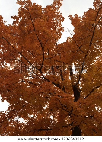 orange colored tree in autumn