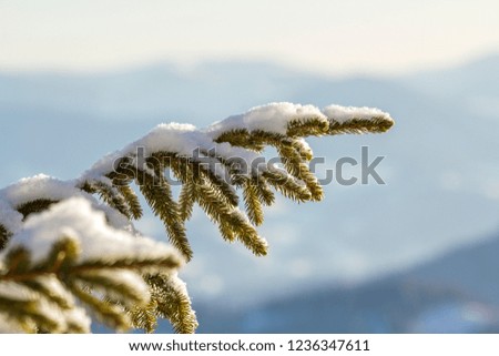 Close-up shot of pine tree branche with green needles covered with deep fresh clean snow on blurred blue outdoors copy space background. Merry Christmas and Happy New Year greeting postcard.