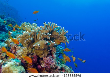 coral reef with fire coral and exotic fishes anthias