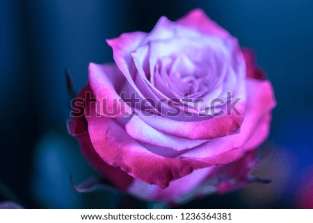 Close up view of a lilac colour rose flower