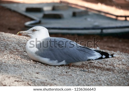 close up beautiful modern photo of young healthy seagull laying and resting outside in park on summer sunny day 