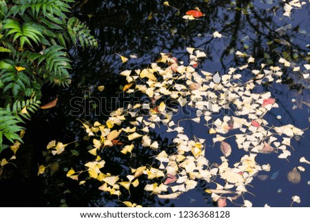 Nature background with autumn leaves floating in Japanese pond, Tokyo, Japan.