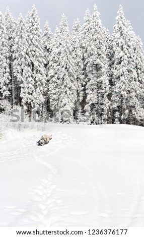 Winter landscape in fir forest on glade with playful dog ( siberian husky ) lying on the back and path with footprints in snow