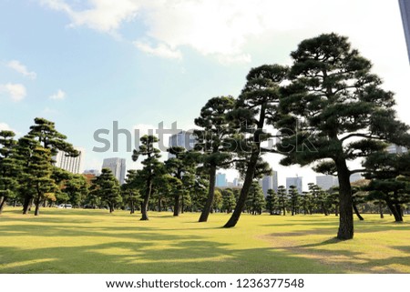 Pine Trees at Imperial Palace of Tokyo