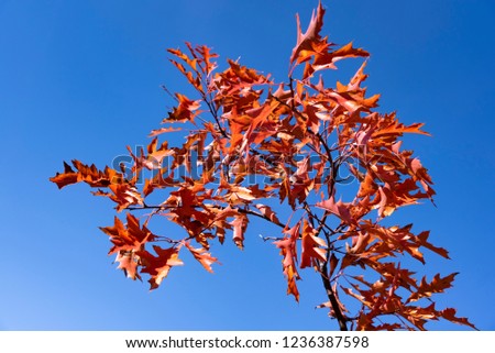 Picture of Autumn leafs