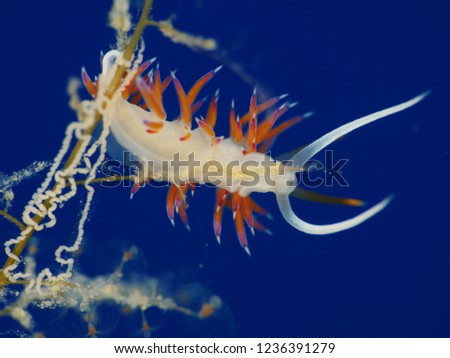 nudibranch with eggs underwater nudybranch flabellina orange white blue