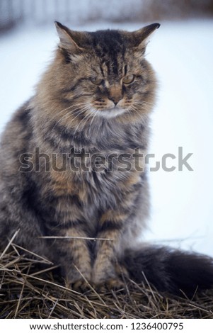 fluffy cat detail portrait