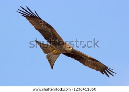 Black kite in flight on blue sky background. Kite resident in Thailand. Birds of Thailand.