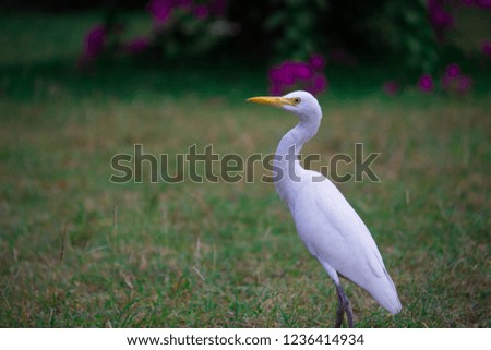 Cattle Egret in its natural habitat