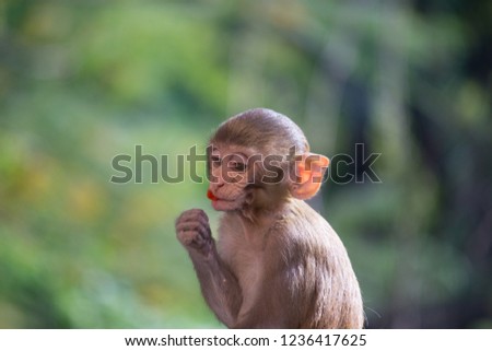 The Rhesus Macaque Monkey in its natural habitat