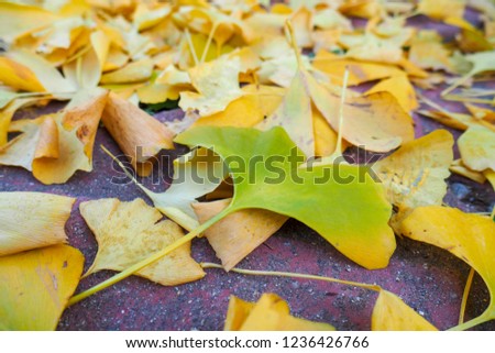 Yellow Gingko leafs in Korea 