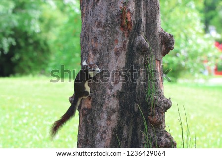 Squirrel on tree. Cute squirrel on tree. Squirrel on tree look down
