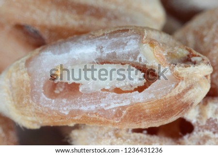 Rhyzopertha dominica commonly as the lesser grain borer, American wheat weevil, Australian wheat weevil, and stored grain borer. Pupa in wheat grain. It is pest of stored cereal grains worldwide.