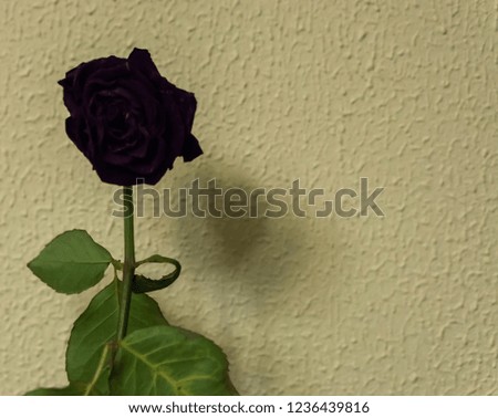 black gothic valentine rose isolated in front of a textured wall