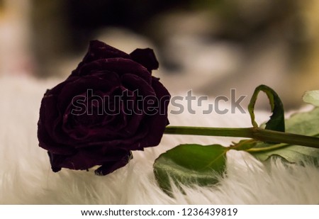 Gothic valentine black rose in macro close up alternative way of celebrating valentines day