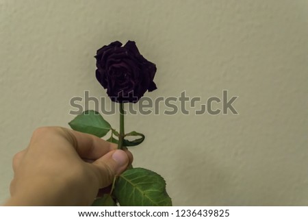 hand holding and giving a black gothic valentines day rose