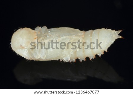 The pupa of red flour beetle Tribolium castaneum on black background. It is a worldwide pest of stored products, particularly food grains.