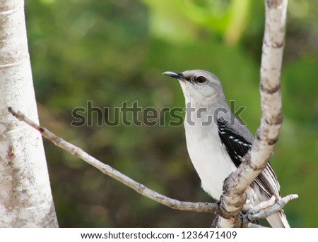 Tropical mockingbird in the Cancunense jungle