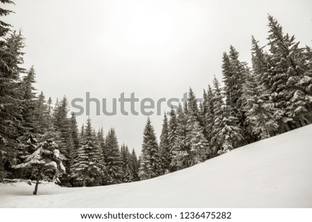 Black and white winter mountain New Year Christmas landscape. Tall pine trees covered with frost in deep clear snow in winter forest.