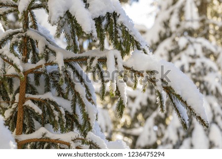 Close-up shot of pine tree branche with green needles covered with deep fresh clean snow on blurred blue outdoors copy space background. Merry Christmas and Happy New Year greeting postcard.