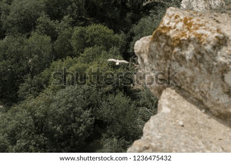 Seagull in fly