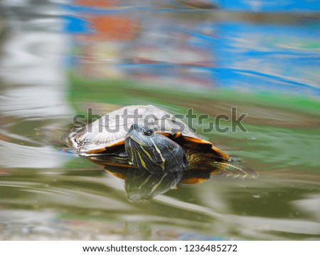 focus the lovely turtle swimming in the water background.