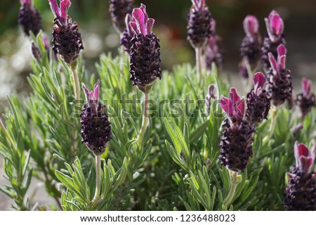 A detailed picture of butterfly lavender close up