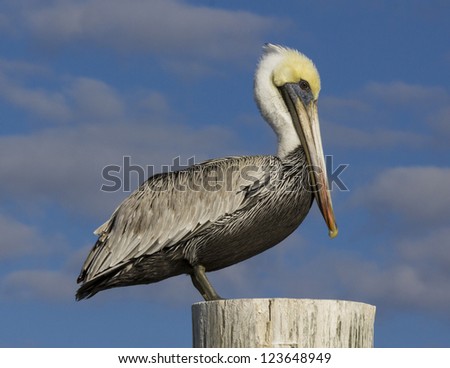 Brown Pelican Royalty-Free Stock Photo #123648949