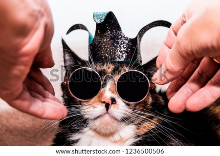 Hands wear glasses to a cat, a cat in the royal crown