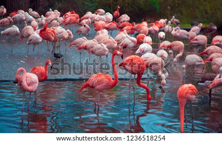 
Red flamingos in water. Africa