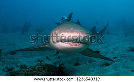 The shark gives you his best smile. Tiger Beach. Bahamas