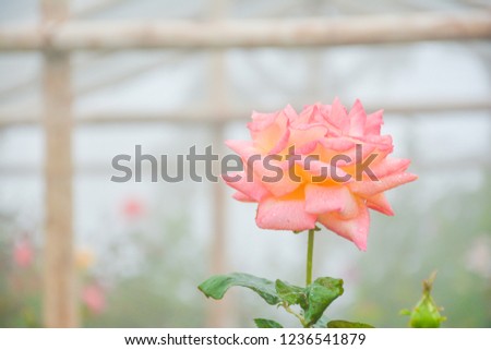 orange rose in garden 