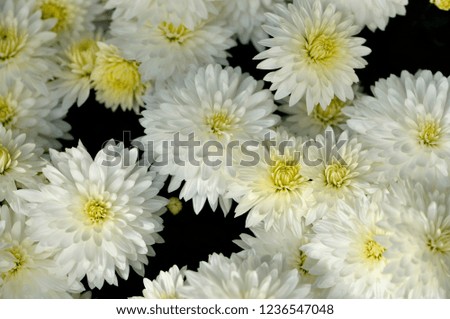 Beautiful chrysanthemum as background picture. Chrysanthemum wallpaper and texture.