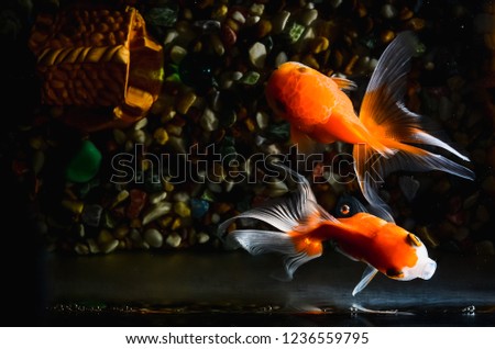Goldfish in the aquarium