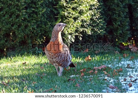  a big capercaillie hen in the garden