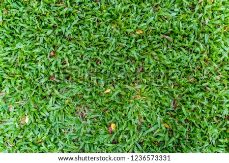 Green grass and leaf background.