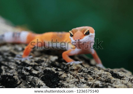 Orange gecko lizard on wood
