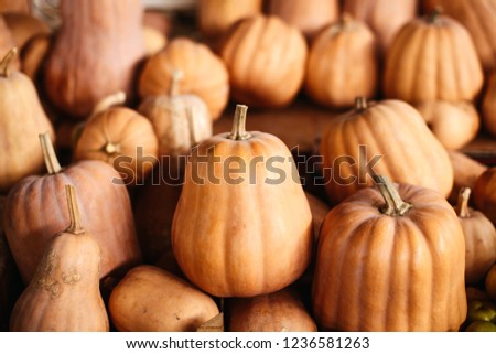 Fresh domestic pumpkin background 